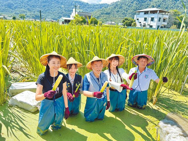 南投县长许淑华（左一）、世界选美冠军高曼容（右二）等人着青蛙装下田体验採茭白笋，为9月即将登场的「2024寻找茭点女神」美人腿公主选拔赛暖身。（杨静茹摄）