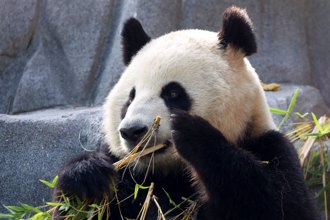 陸旅美大貓熊加州亮相 謝鋒：助力中美穩定發展