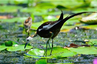 凱米掃掉9成鳥窩 台南水雉竟逆勢增加 多了5隻