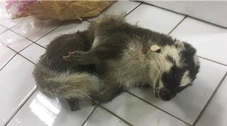 花蓮推狂犬病防治獎勵 拾獲鼬獾屍體可領500元獎金