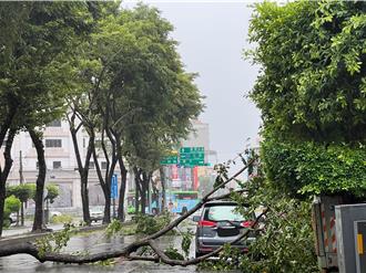 豐原中正路分隔島路樹2年倒4次 地方盼更換樹種提升安全