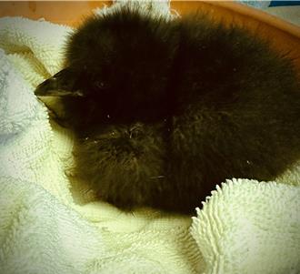 海生館七夕迎鳳頭海鸚鵡寶寶 超萌「黑煤球」樣貌曝光添喜氣