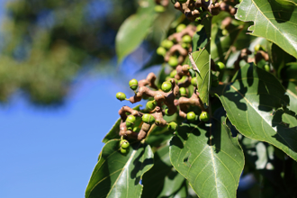 南韓政府力推「枳椇」護肝良效 樹木本身有大用