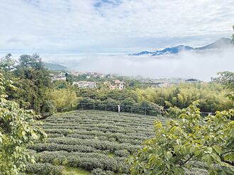 南投 台湾山茶儿茶素 凤凰山产区最高