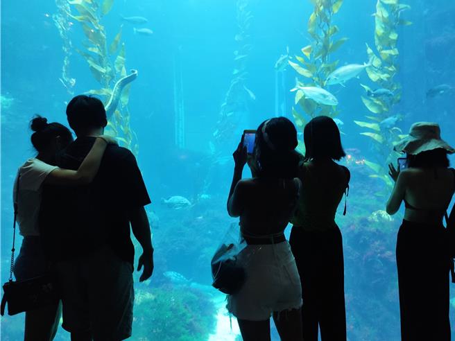 七夕情人节将至，海生馆推出「罗曼蒂克海生馆约会指南」，邀请民眾入馆共度美好的时光。（罗琦文摄）