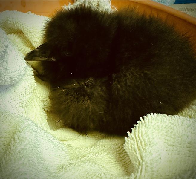 海生馆凤头海鹦鹉在七夕情人节前夕诞生今年第一只幼雏，让游客沾染新手爸妈的幸福喜气。（海生馆提供／罗琦文屏东传真