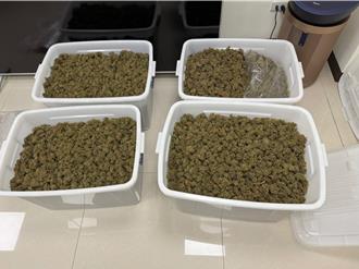 大數據揪毒販！他怕遭供出密設「一人工作室」  中部大麻源頭遭逮