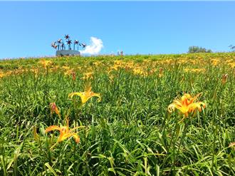 花莲金针花季开跑 交通管制、花况一次看