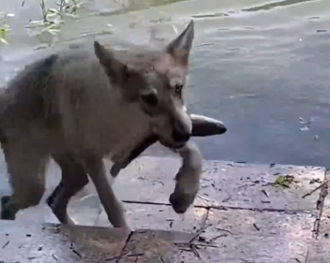 狗都看不下去！男釣整天沒半條 愛犬跳下水「秒叼1魚」