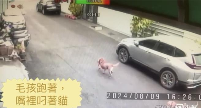 狗儿嘴中叼着奄奄一息的猫，在路上狂奔向饲主求救。（郑晴而提供／曹婷婷台南传真）