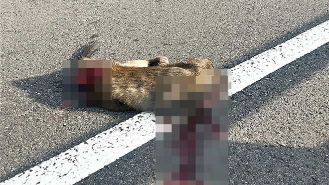 台9線南迴公路397公里驚見台灣獼猴死屍，血肉模糊、肚腸外漏，疑遭車輛「路殺」。（蕭嘉蕙攝）