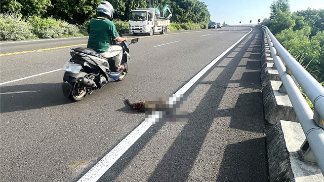 台東縣南迴山區獼猴數量趨增，獼猴不時穿越馬路，導致「路殺」事故頻傳。（蕭嘉蕙攝）