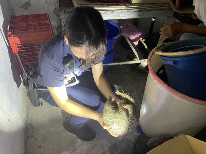 基隆有一隻穿山甲在馬路上慌亂逃竄，擔心其遭車輛撞擊，警方隨即出動處理。（圖警方提供／簡銘柱翻攝）