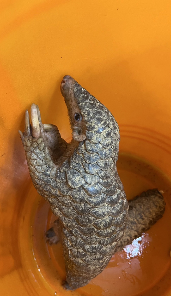 基隆有一隻穿山甲在馬路上慌亂逃竄，擔心其遭車輛撞擊，警方隨即出動處理。（圖警方提供／簡銘柱翻攝）