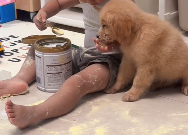 有妈妈午睡醒后发现家中异常安静，竟发现儿子和小黄金正在大啖奶粉。（图／翻摄自小红书「@是个福娃」）