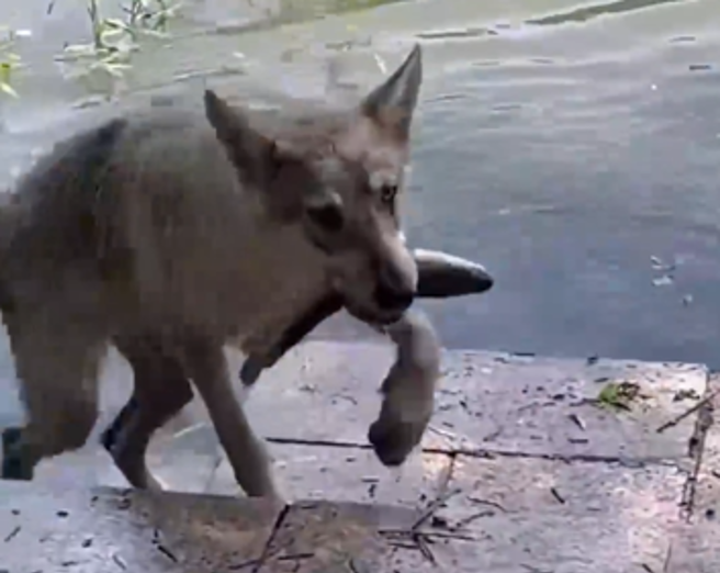 大陸山東有男子去溪邊釣魚，待整天釣不到半條，豈料，愛犬一跳下水就叼上一條魚。（圖／翻攝自微博）