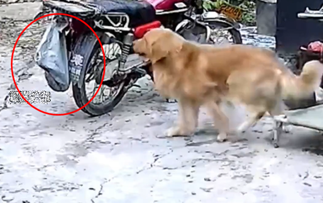 有男子要為朋友慶生抓了雞綁在機車尾端，豈料，他到朋友家後發現雞不見了。（圖／翻攝自微博）