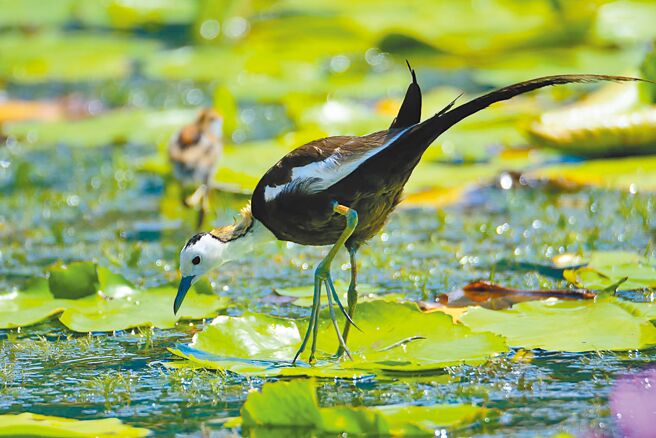 台南水雉生態教育園區9日公布2024年台南地區水雉夏季調查結果，9成鳥窩雖遭凱米颱風掃掉，但測得水雉數量仍達1664隻，較去年同期增加5隻。（胡嘉哲提供／寶智華台南傳真）