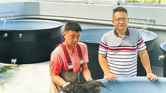 台東比目魚養殖成功！價格砍半、口感Q彈