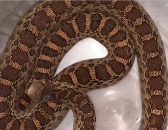 16人搶領！彰化首例牛蛇領養 台中女雀屏中選