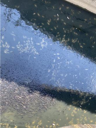 基隆大武崙溪大量魚群暴斃 環保局：河水含氧量下降所致