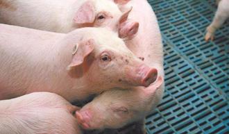 台灣傳統豬瘟拔針滿週年無病例 2025年可望脫離疫區名單