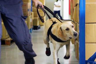 緝毒犬「換頭路」！轉訓檢疫犬：助防非洲豬瘟