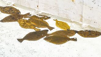 台东 低温养殖有成 高CP值牙鲆上市