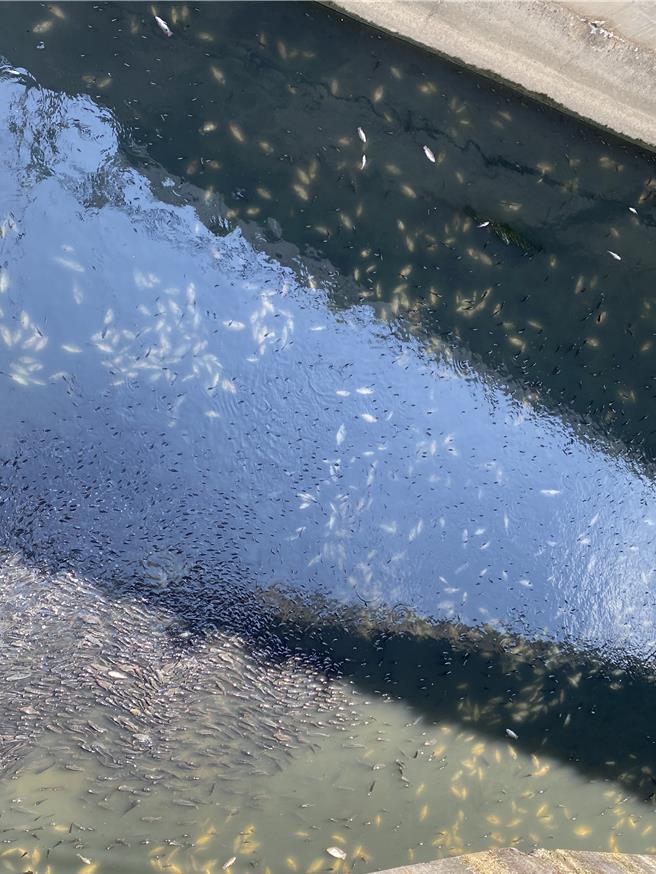 基隆市安樂區大武崙溪出現大量河魚翻白肚暴斃，基隆市環保局初步判定不是河川汙染，而是含氧量不足。（張志康攝）