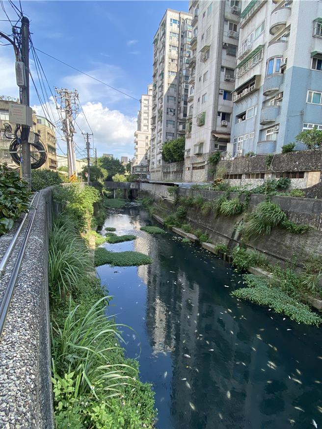 基隆市安樂區大武崙溪出現大量河魚翻白肚暴斃，基隆市環保局初步判定不是河川汙染，而是含氧量不足。（張志康攝）