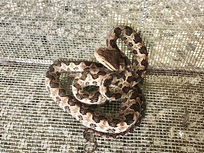 南投縣農業處統計，今年迄7月底獲報捕獲966尾，毒蛇以「咬人王」龜殼花81尾最多。（民眾提供／楊靜茹南投傳真）