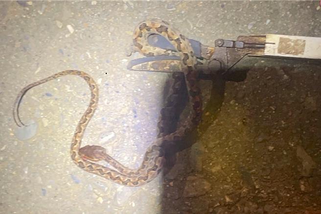 名間鄉民眾持園藝大剪刀往洗衣機底部撈出毒蛇龜殼花，該蛇憤而朝黃姓婦人的右腳踝咬一口。（南投醫院提供／楊靜茹南投傳真）