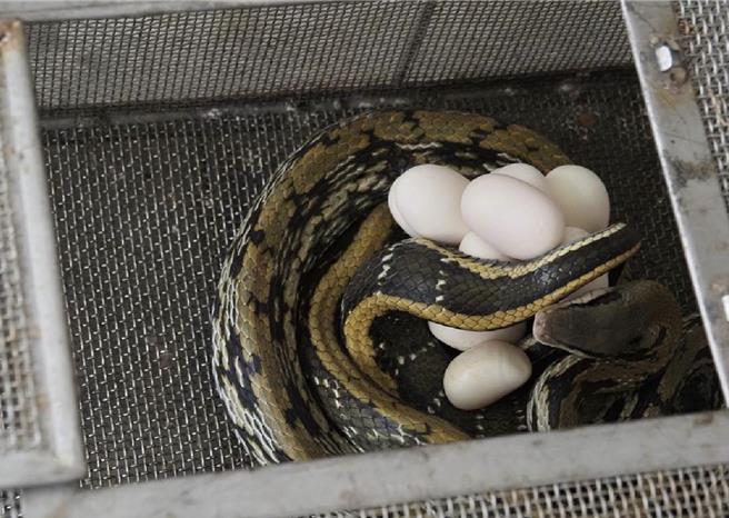 南投縣截至今年7月底共捕獲966尾蛇，其中以保育類黑眉錦蛇473尾最多。（民眾提供／楊靜茹南投傳真）