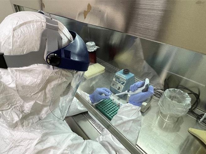 我國自2023年7月1日起，全國豬隻全面停打傳統豬瘟疫苗，至今已屆滿一週年觀察期，在此期間並無傳統豬瘟案例發生。（農業部提供／林良齊台北傳真）