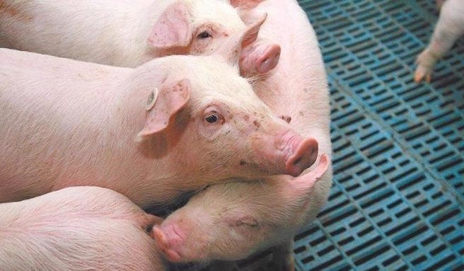 傳統豬瘟拔針滿週年無病例，2025年可望脫離疫區名單。（本報資料照片）