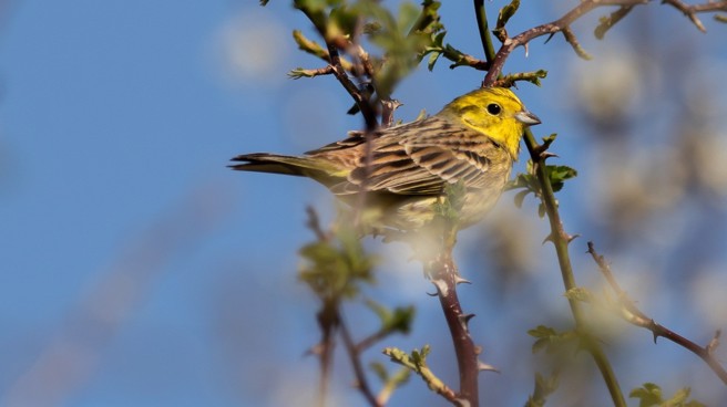 英國政府實施AES長達2年的時間，不少生物的復育漸有起色。（圖片來源/PIXABAY）