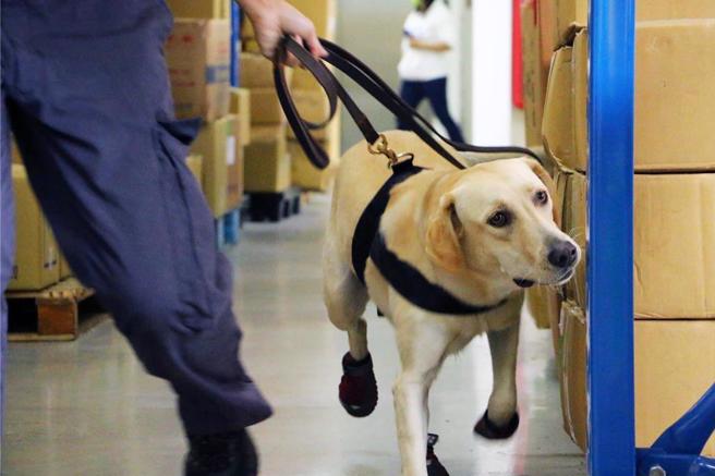 缉毒犬(资料照／财政部提供)