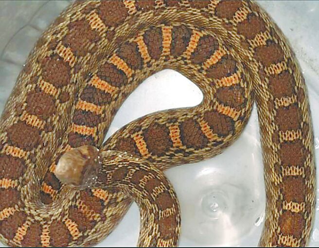 彰化县动物防疫7日公告认领牛蛇，因无人认领，在12日开放认养，来自台中的女子幸运抽中，开心将宠物蛇带回家。（翻摄彰化县动物防疫所官网／叶静美彰化传真）