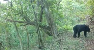 黑熊現身！高雄捕捉首張熊影 自動相機前短暫停留