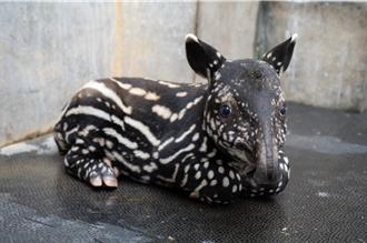 北市動物園馬來貘寶寶取名「莉姆路」 撞名日本動漫主角