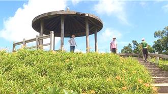 太麻里金針花海綻放 賞花專車開跑單人就成行