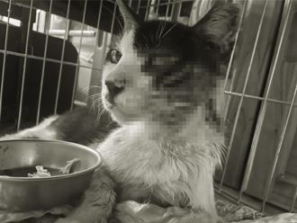 汐止6貓遭殘忍虐殺「肛門捅大洞」 動保處會同警方緝凶