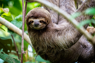 致命「樹懶熱」爆發 逾7千人中鏢奪2命 孕婦恐生畸胎