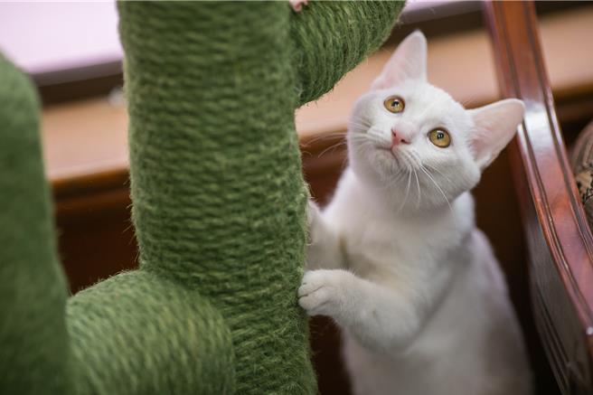 高雄市動保處將於9月7日推出「喵喵鐵奴三項競賽」，圖為若有所思的貓咪。（動保處提供／林瑞益高雄傳真）