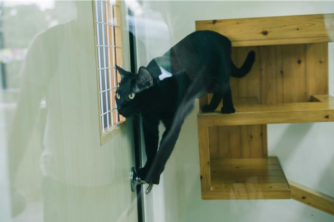 高雄市動保處將於9月7日推出「喵喵鐵奴三項競賽」，圖為想要外出的黑貓。（動保處提供／林瑞益高雄傳真）