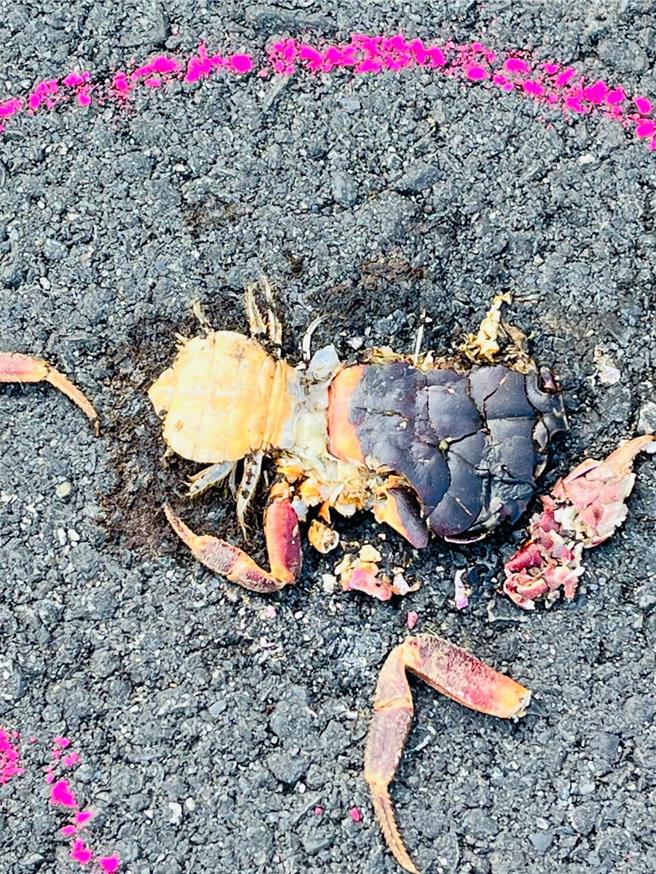 小琉球环岛公路将海滨生物栖地一分为二，图为抱卵的紫地蟹遭路杀成「蟹饼」。（陆蟹志工提供／罗琦文屏东传真）