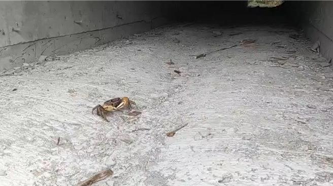 台26线垦丁香蕉湾路段设有陆蟹生态廊道，保育志工建议小琉球环岛公路比照兴建陆蟹廊道。（屏东县政府提供／罗琦文屏东传真）
