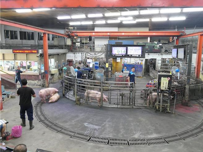 天氣炎熱加上個月底凱米颱風襲台，造成豬隻拍賣價格居高不下，雲林縣肉品市場14日表示近期豬價因中元節需求，恐維持在每公斤近百元的高檔，預估中秋節過後才有機會回穩。（張朝欣攝）