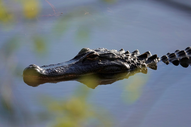 美國一名女子的後院淹水，未料竟有鱷魚上門游泳，變成臨時的「鱷魚池」。（示意圖：Shutterstock／達志）