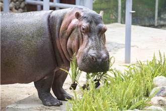 遊客餵河馬吃洋芋片慘了 新竹動物園：已報警